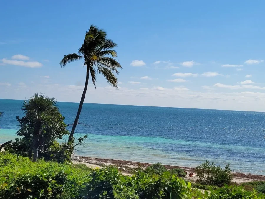 Is Bahia Honda Worth It? Hereโs Why We Say Yes 2 Is Bahia Honda Worth It? Tropical view of Bahia Honda State Park beach in the Florida Keys, with a leaning palm tree, lush greenery, and turquoise ocean under a clear blue sky.