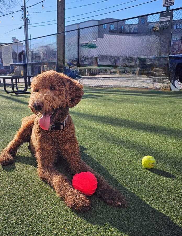 75 +Fun Things To Do Today in Chattanooga, TN! 7 Curly-haired Goldendoodle lying on artificial turf at a dog park with a bright pink ball between his front paws and a yellow tennis ball nearby. His tongue is out, and he looks happy and playful. There’s a chain-link fence, picnic table, and urban buildings in the background under a clear blue sky.