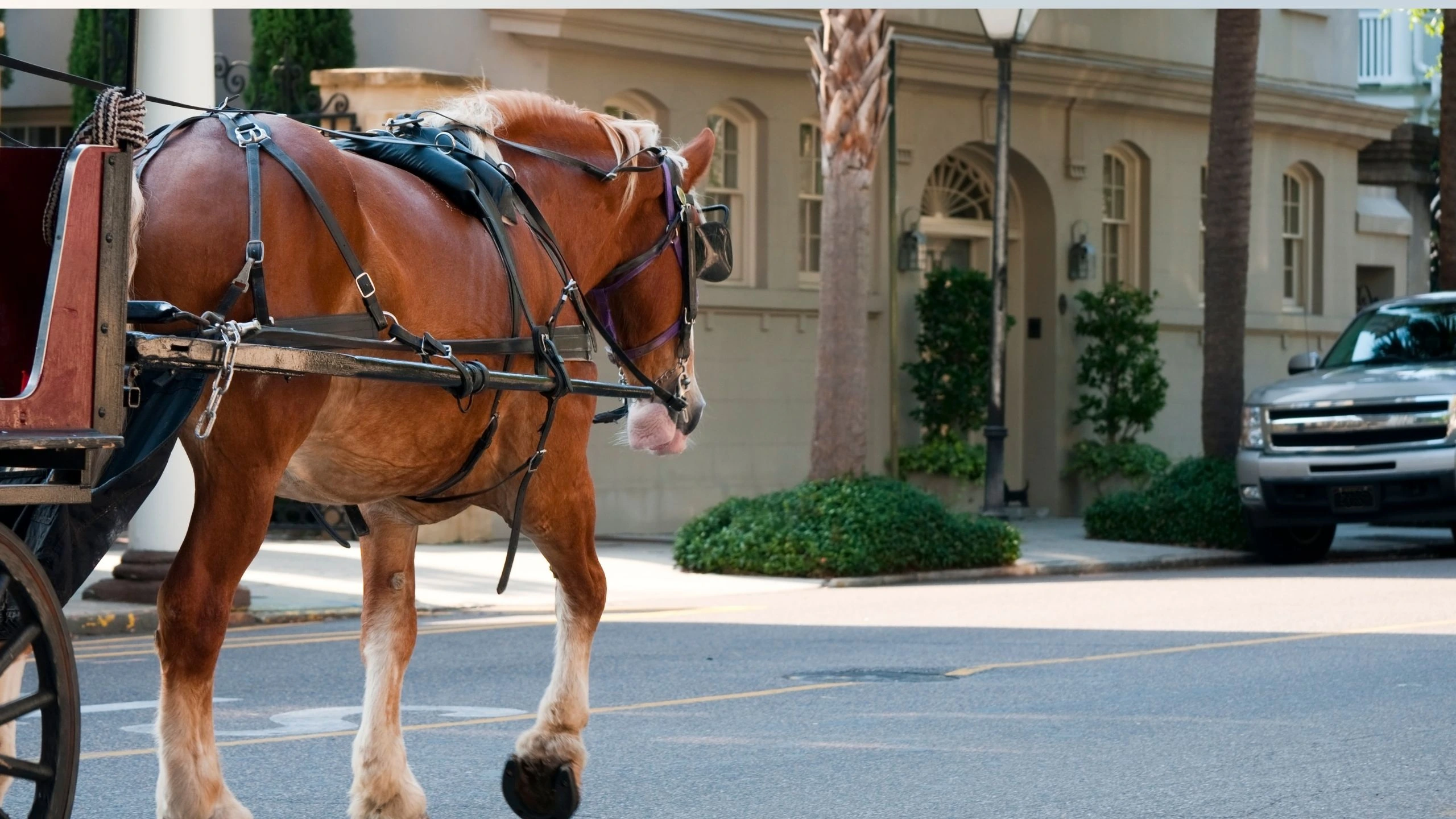 The Ultimate Charleston Weekend Getaway for Women: Walkable, Charming & Full of Southern Surprises 7 Horse-drawn carriage touring through a charming, historic street in Charleston, South Carolina, with a tan draft horse in harness and classic architecture in the background.