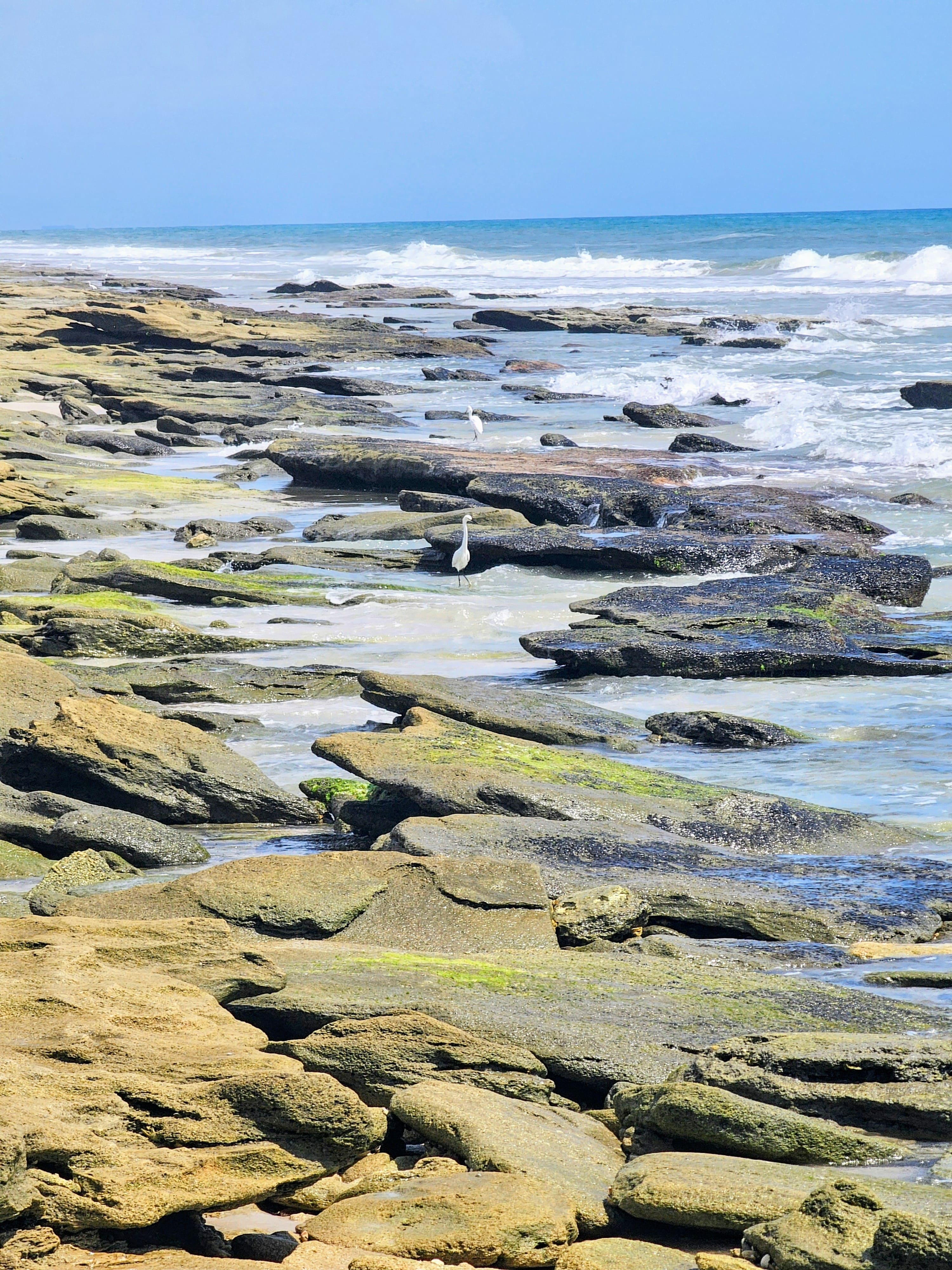 Unique coquina rock formations line the shoreline at Washington Oaks Gardens State Park in Florida, with ocean waves crashing against the rugged surface and white egrets standing among the rocks. This rare beachscape is one of the most distinctive features of the park and a top reason to visit this natural treasure near Palm Coast, Florida.