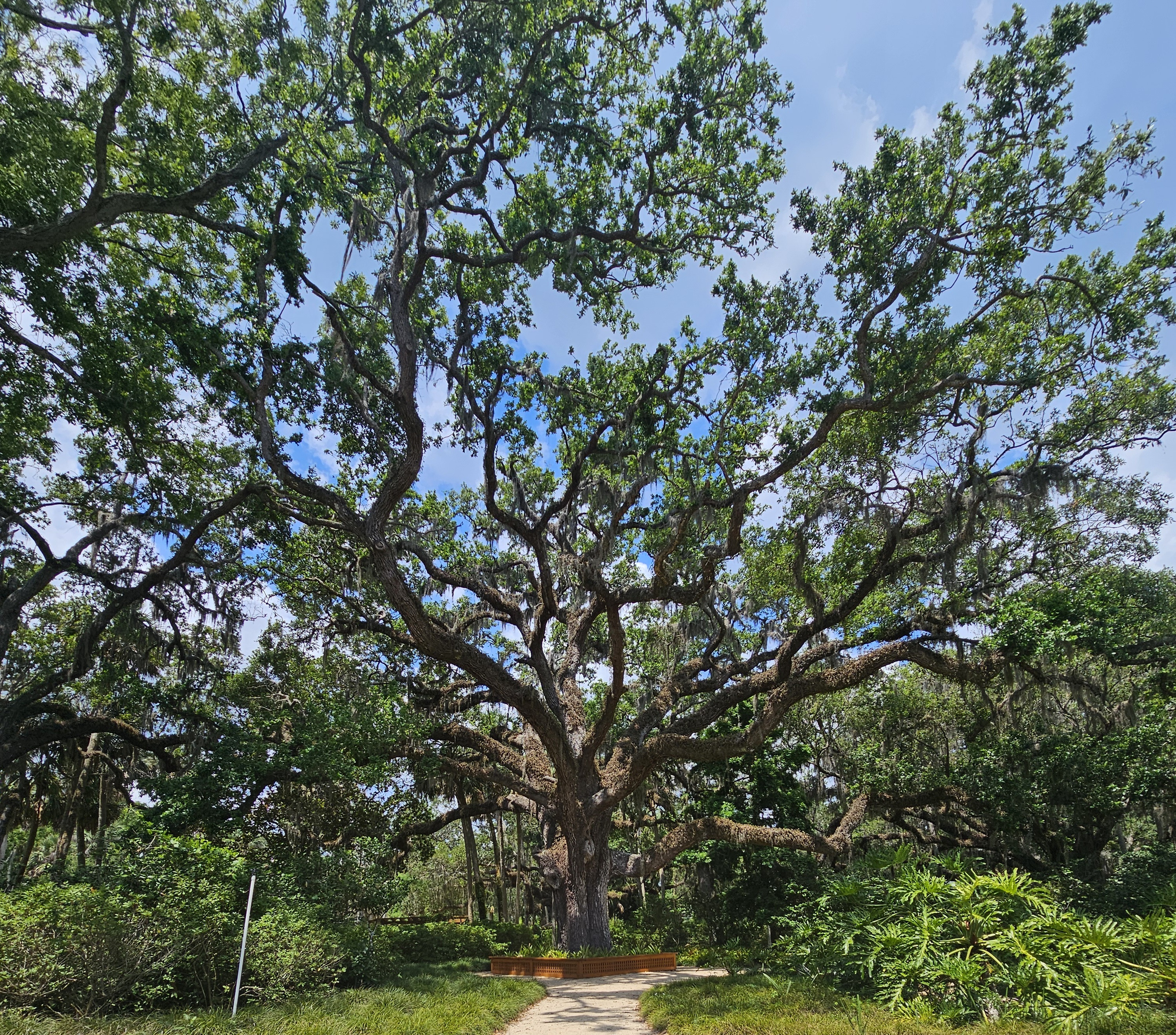 Massive centuries-old live oak tree at Washington Oaks Gardens State Park in Florida, with sprawling branches and Spanish moss, surrounded by lush greenery and blue skies.