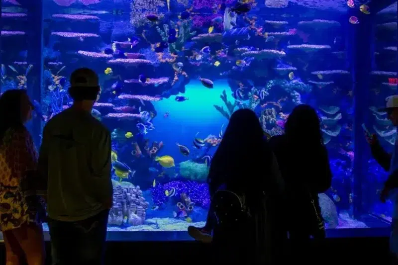 13 Fun Indoor Things to Do in Chattanooga