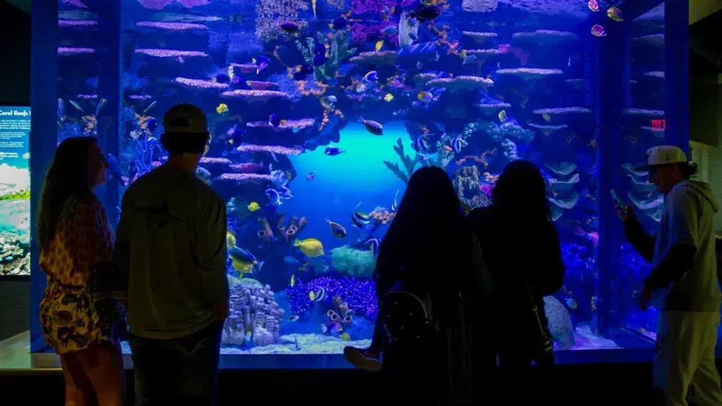 13 Fun Indoor Things to Do in Chattanooga